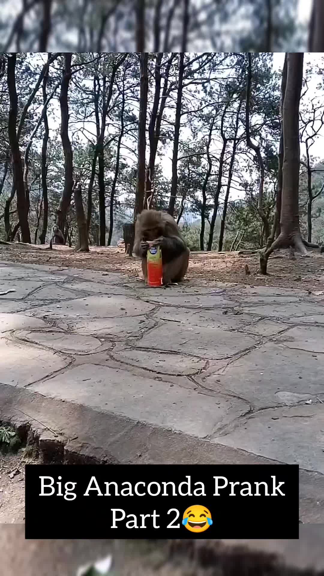 @Daily Monkey Fun