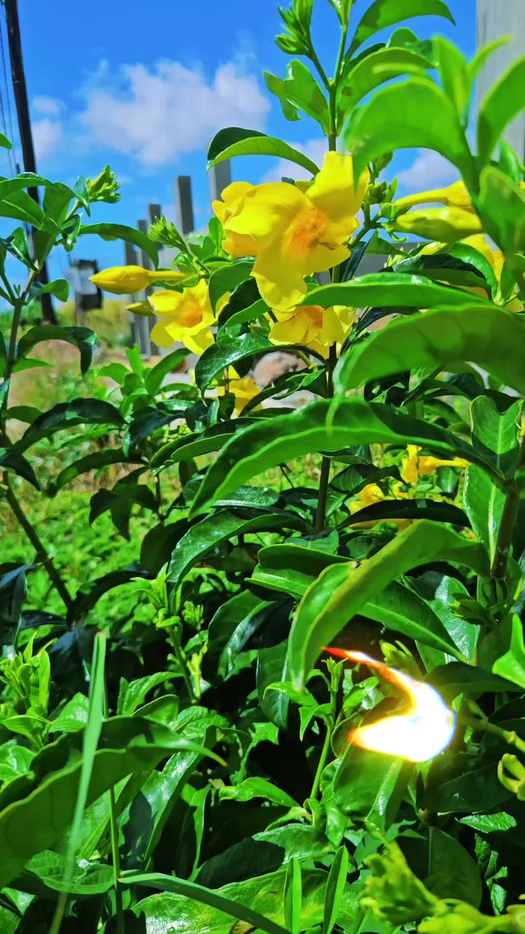 @Yassir Greenhike 🇲🇺