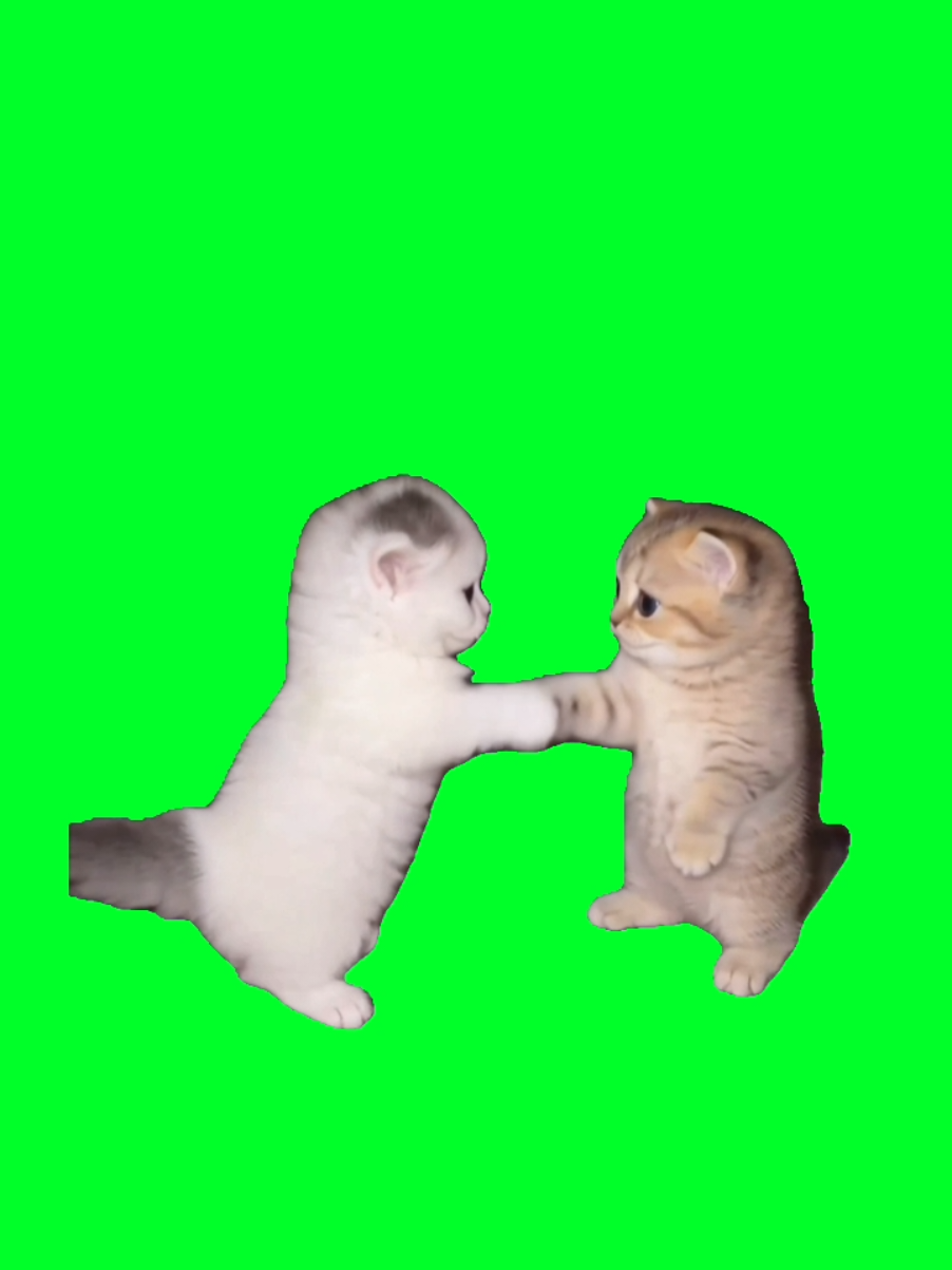 @TikTok Template