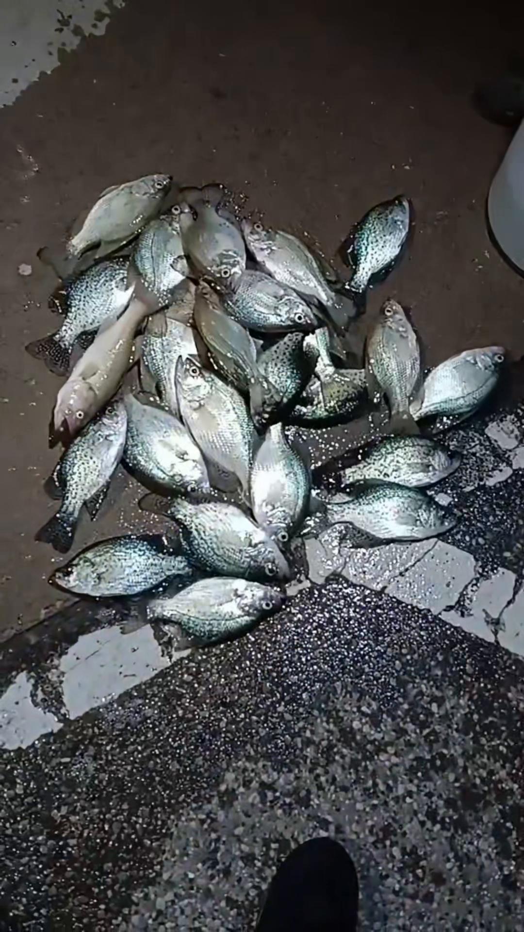 @Dave’s Lazy Baits