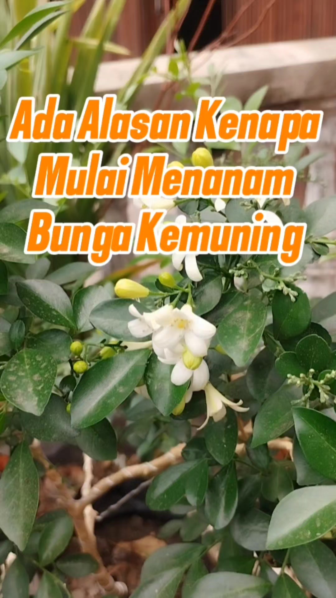 @Bukit Farming