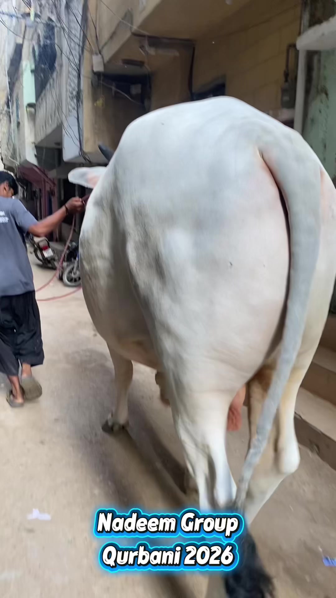 @Karachi Bull lovers
