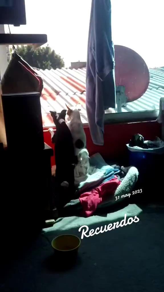 @luiselpollo95