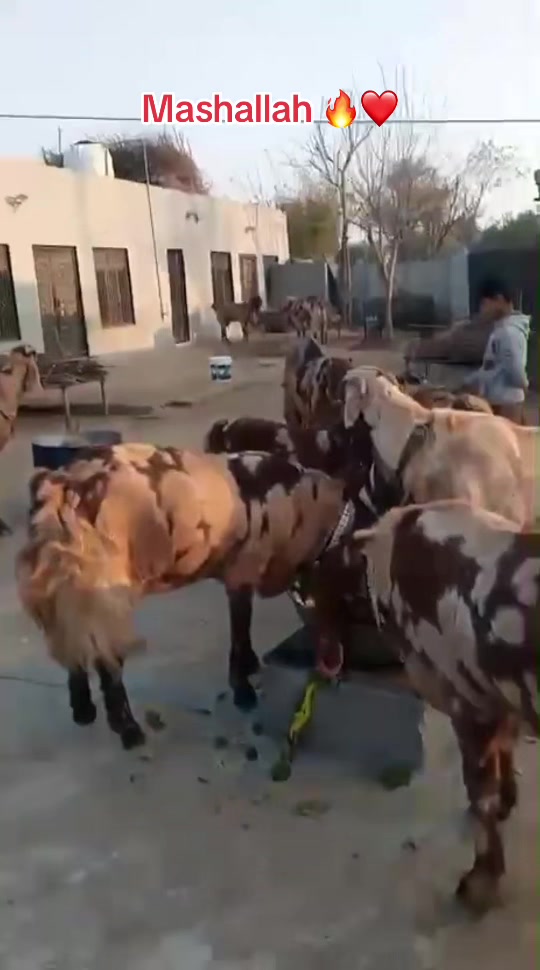 @Mohra Langrial Beetal1