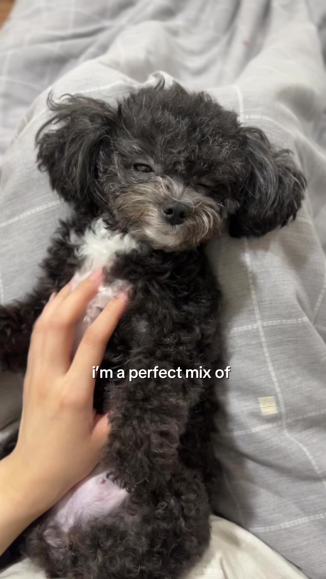 @chippi the poochon