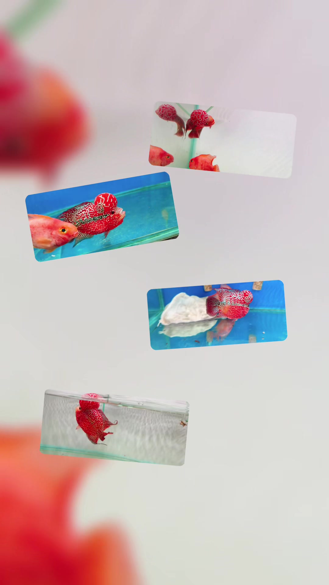 @Luckyfishvn