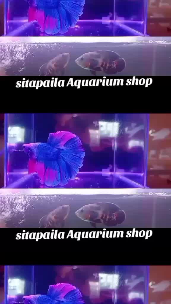 @hamro aquarium