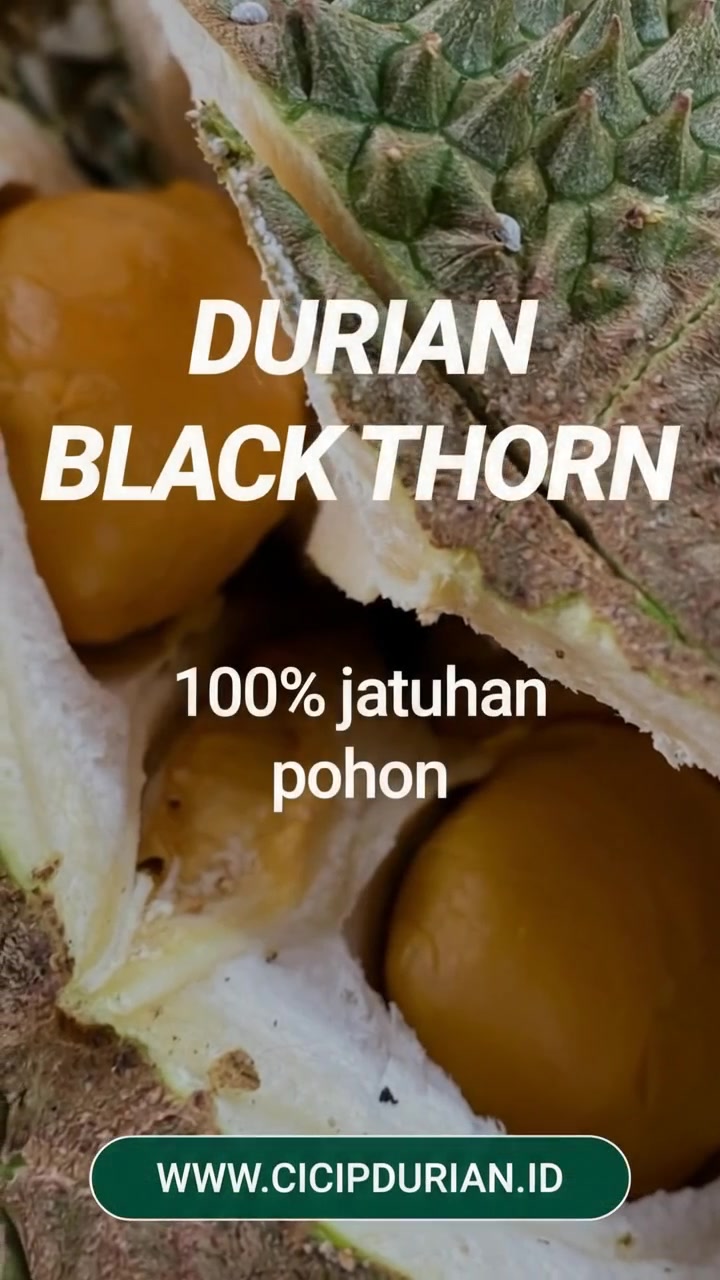 @Cicip Durian