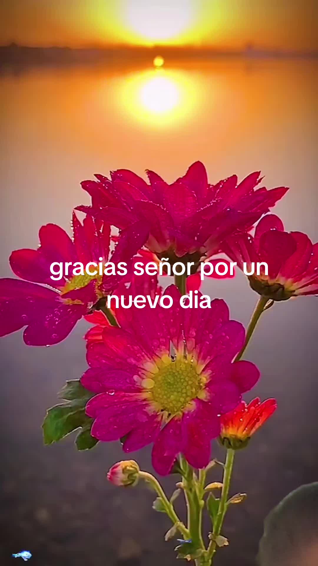 @🍀🏞Rosaura Aparicio 🦁🦁