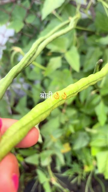 @userbaralpaudel