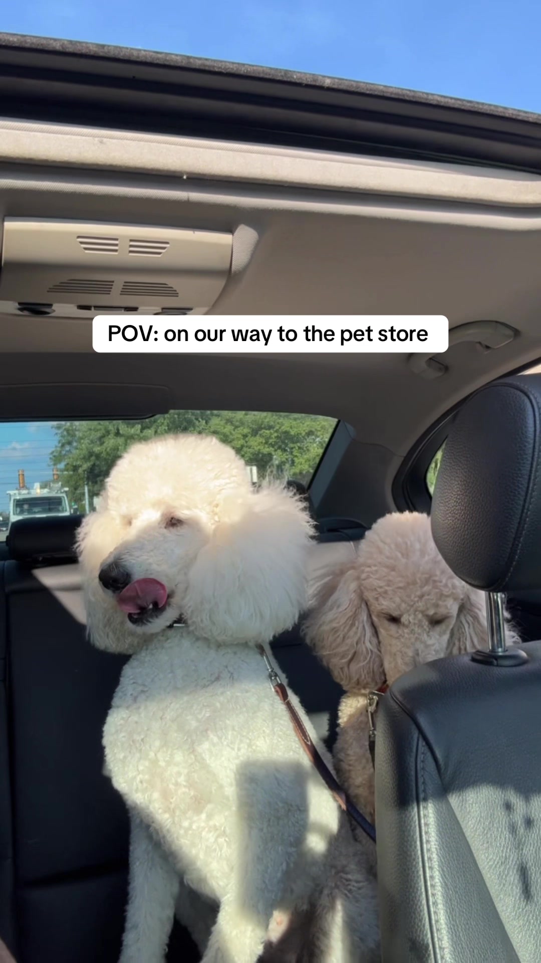@packwalkdiaries