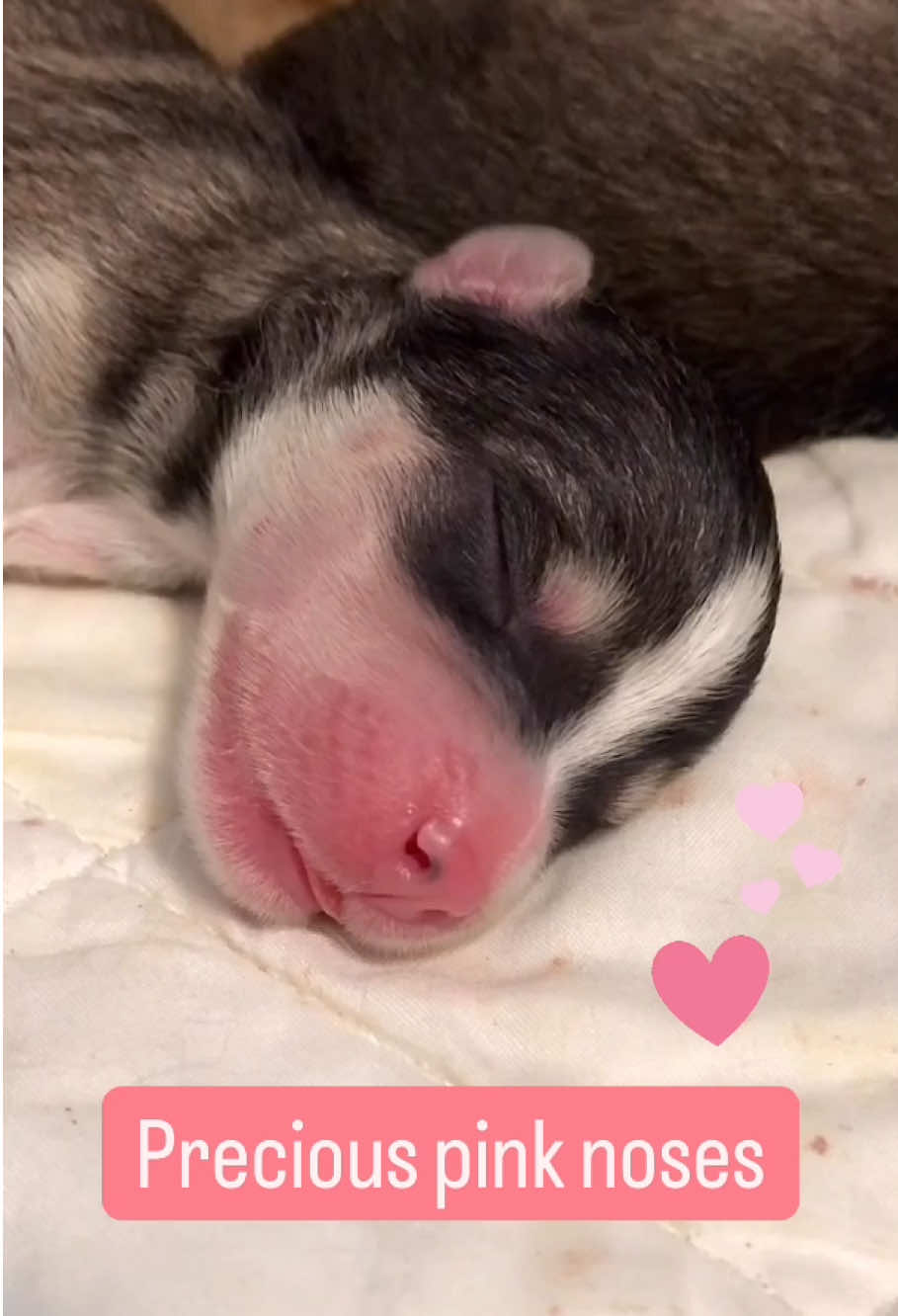 @Ontario Pomsky Puppies