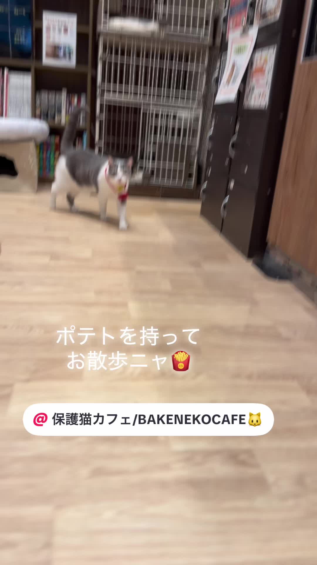 @ラブリーデイ