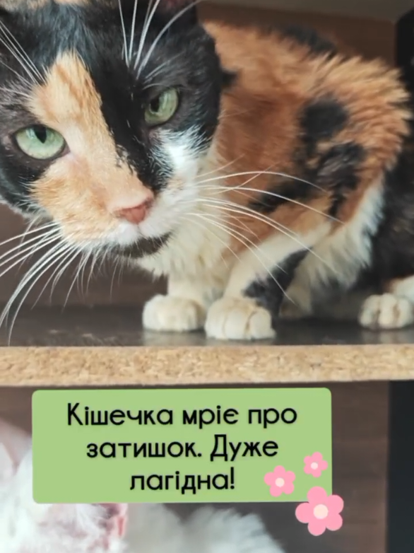 @КотоДім Cat House