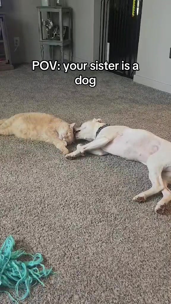 @Sproutie 🐶
