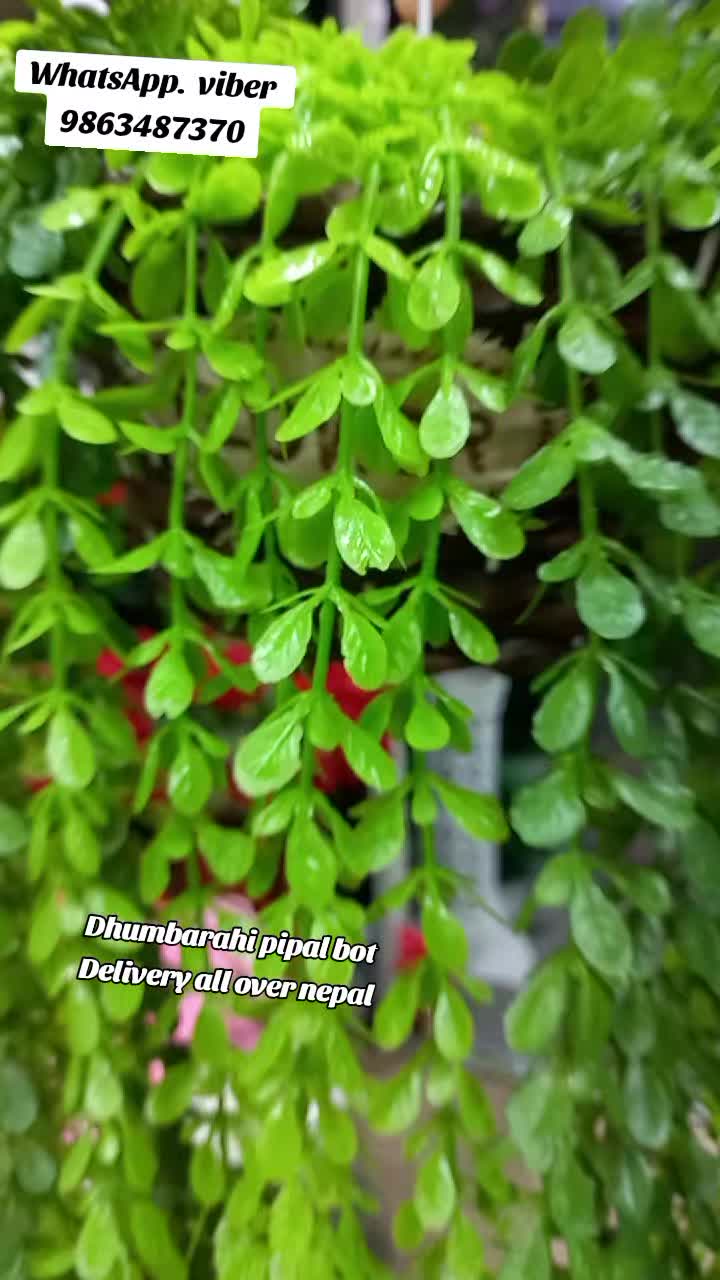 @Flora_p0int-dhumbarahi