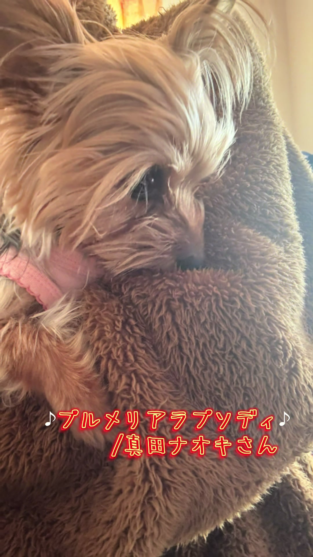 @🎀 ヨーキー のJulie and tia 🎀