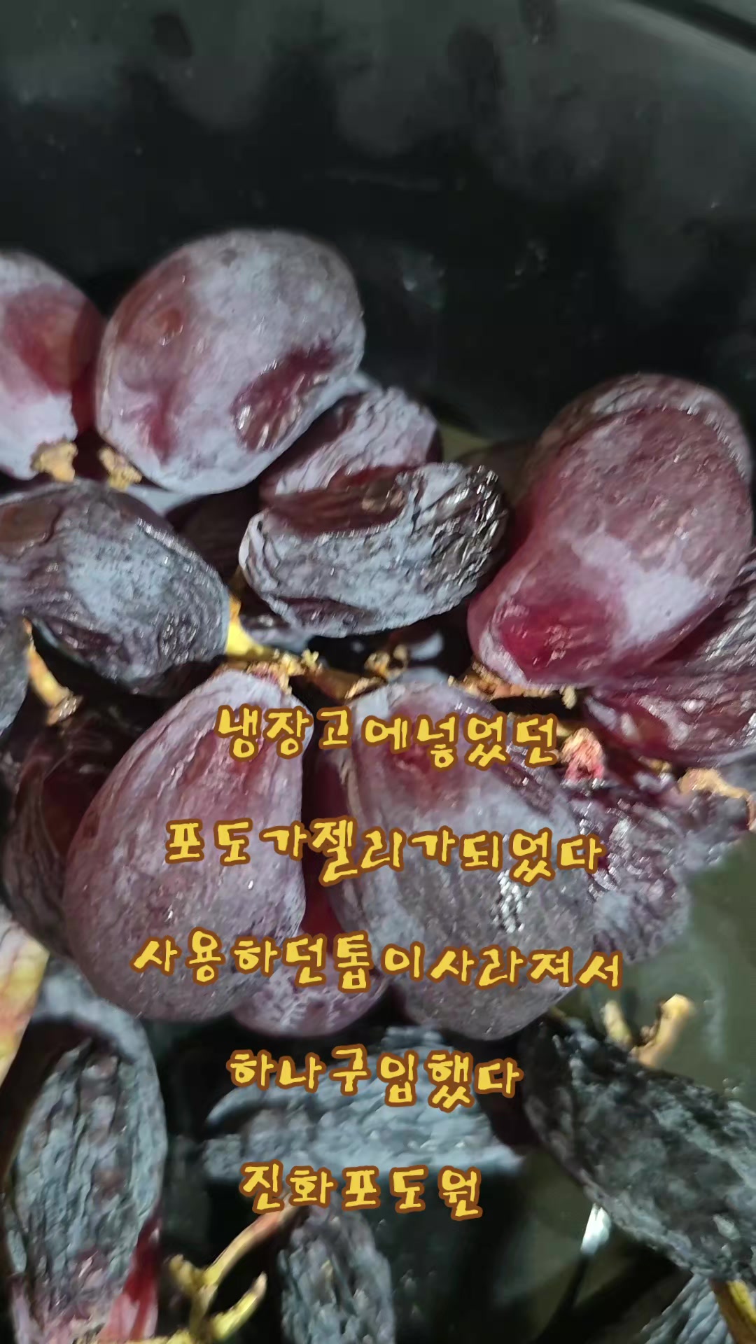 @진화포도원