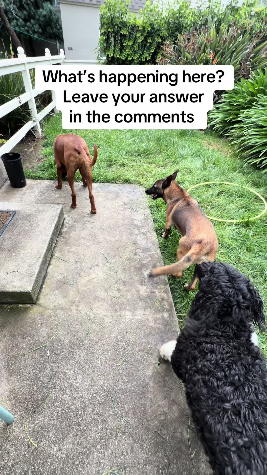 @AncestralCompanions