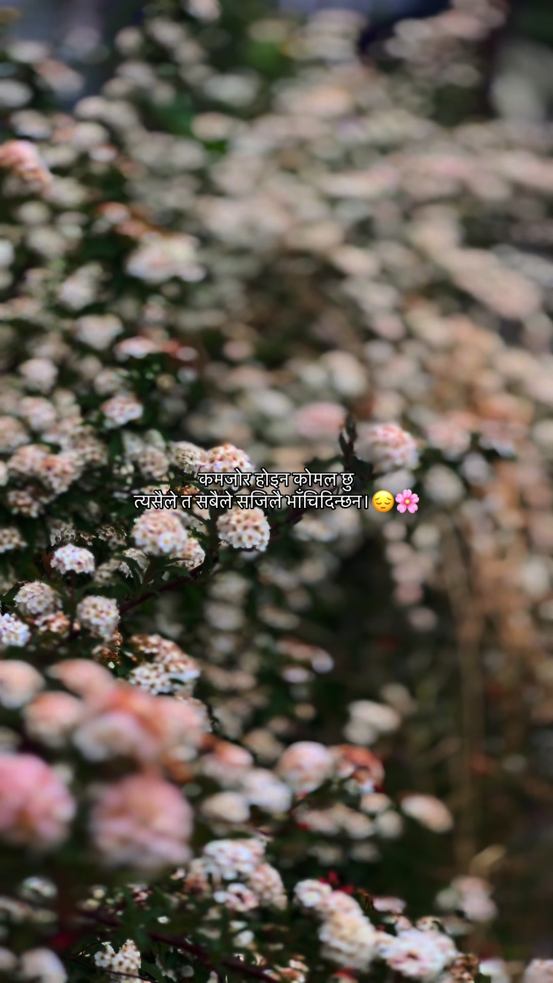 @Indira🫶🌸