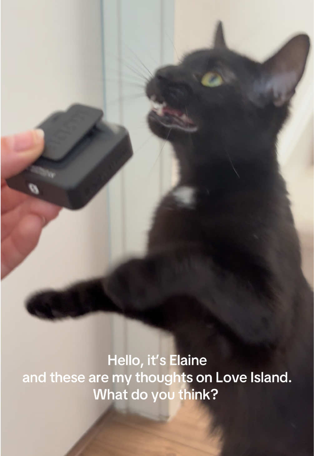 @ElaineTheCat