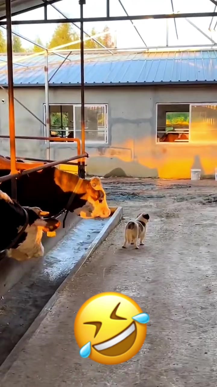 @Funny_pets