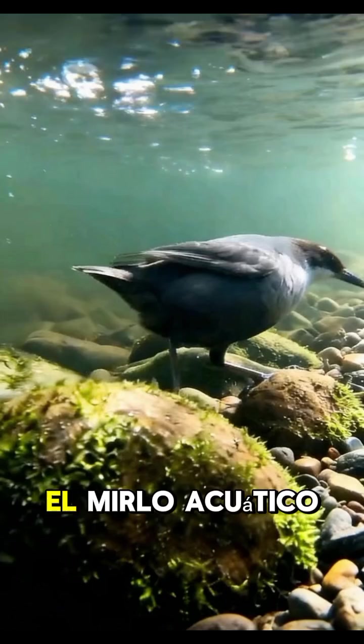 @mundo extraordinario