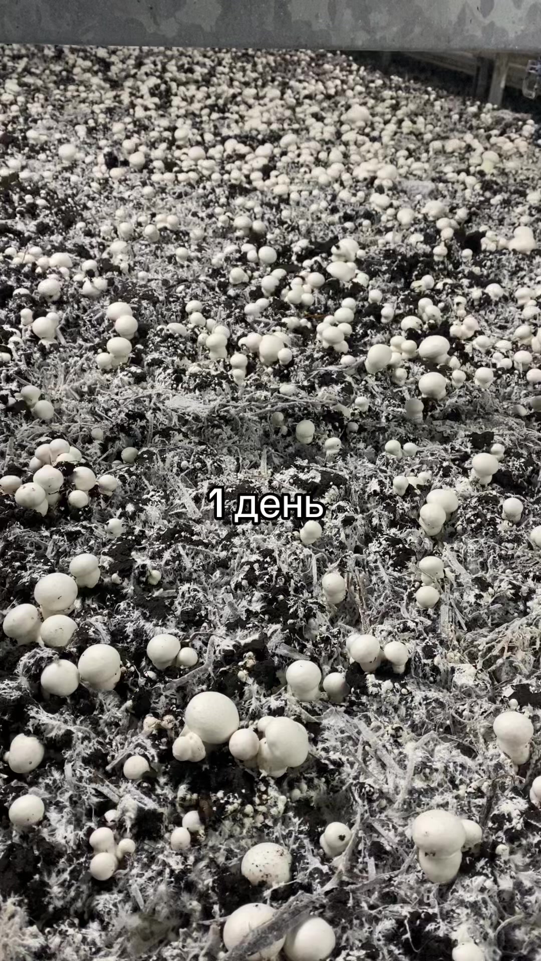 @𝑴.