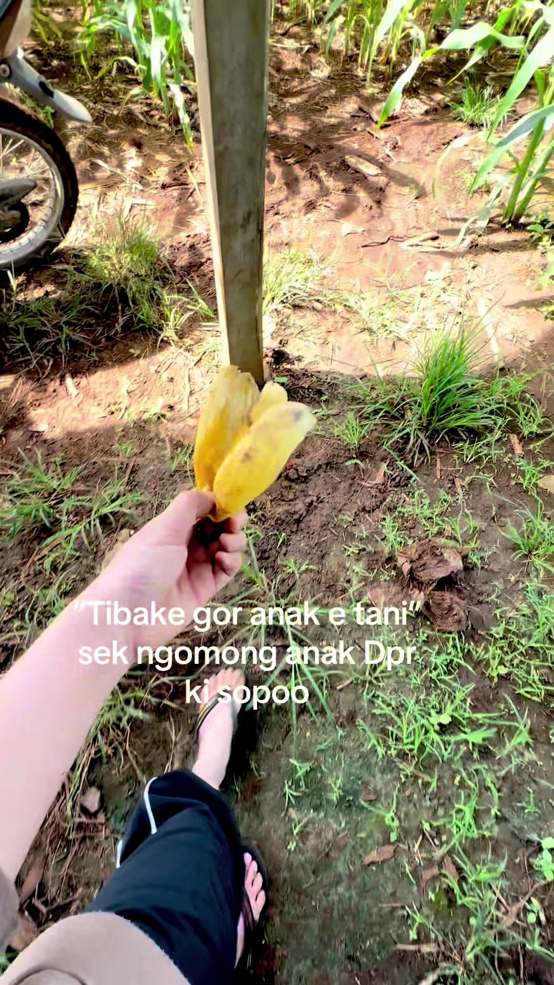 @Diah ayu komalasari