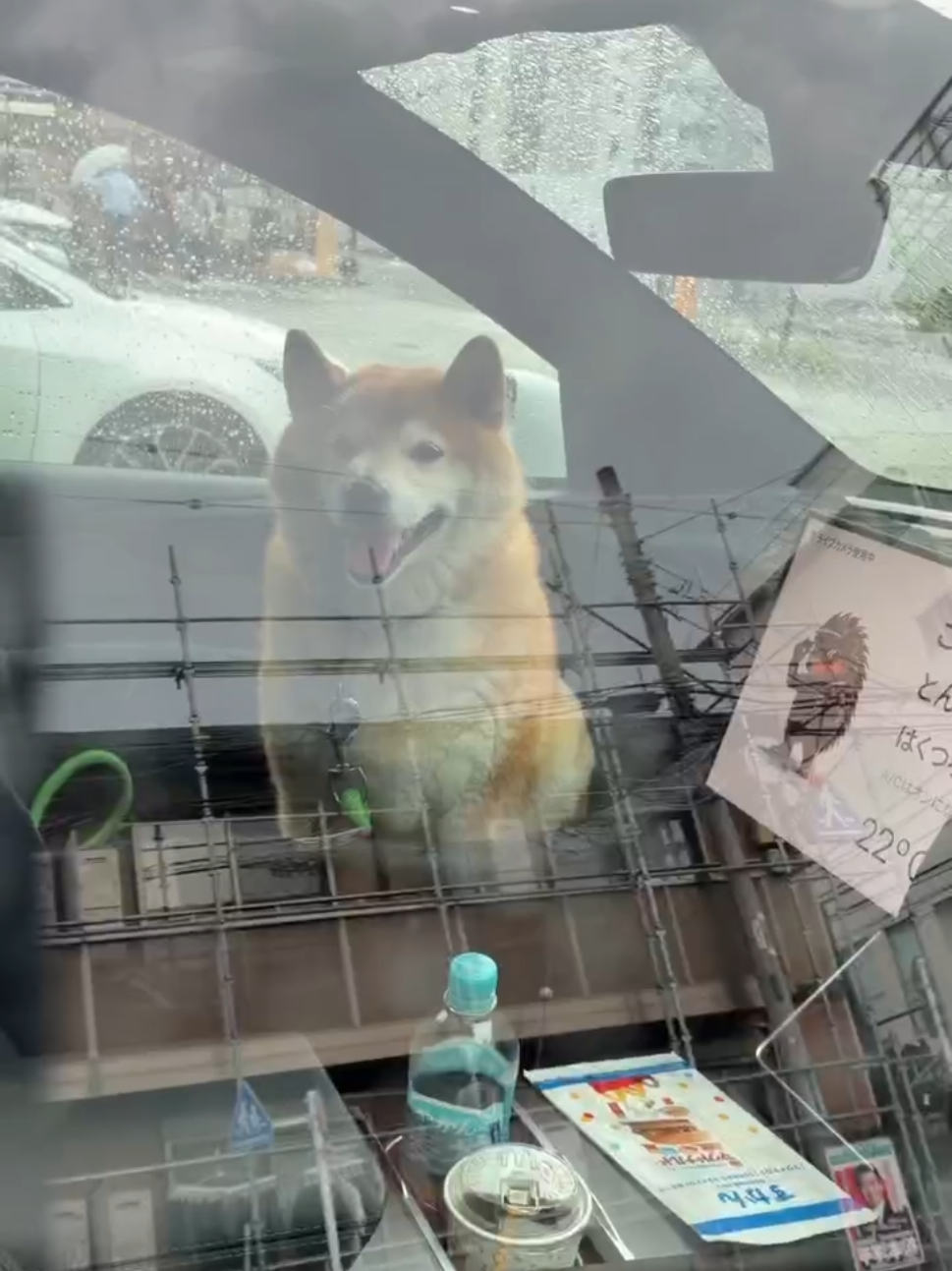 @柴犬とんこつ