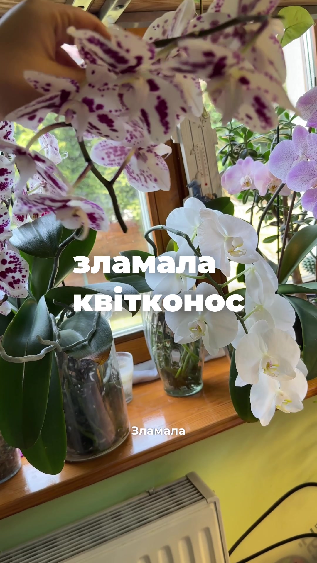 @🧚леся🧚