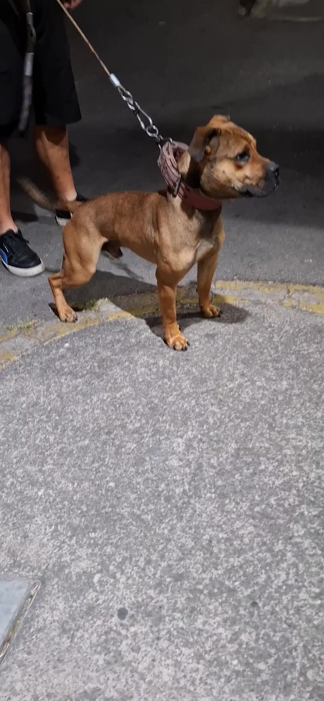 @TrueGamedogsMx214420