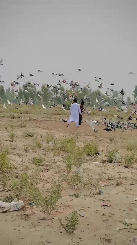 @عدیل رحمن لیہ وال کبوتر باز