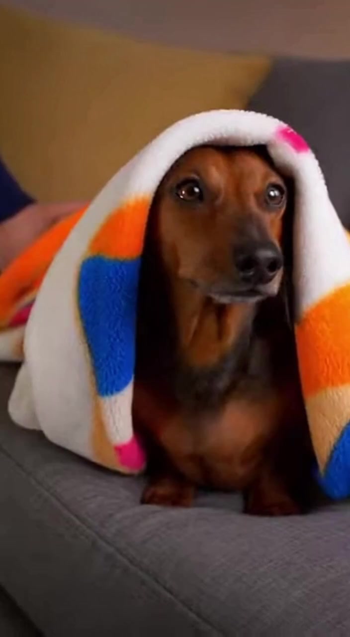 @Dachshund Party