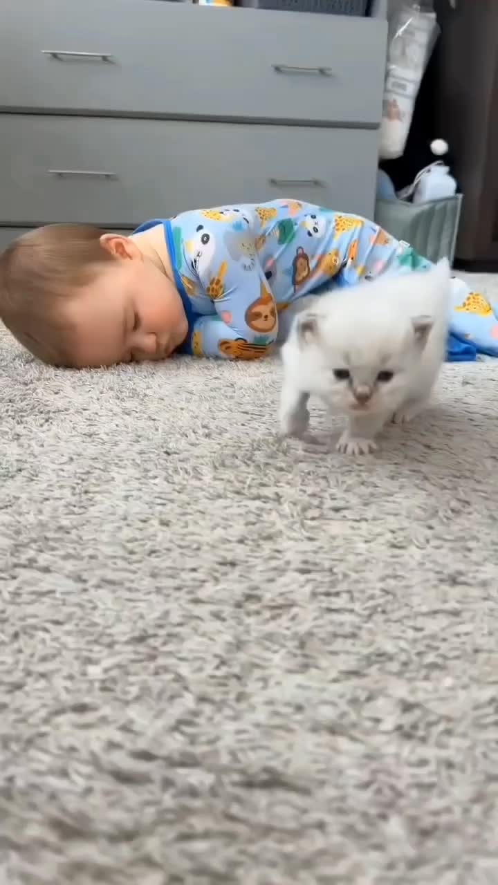 @catnipcrazee