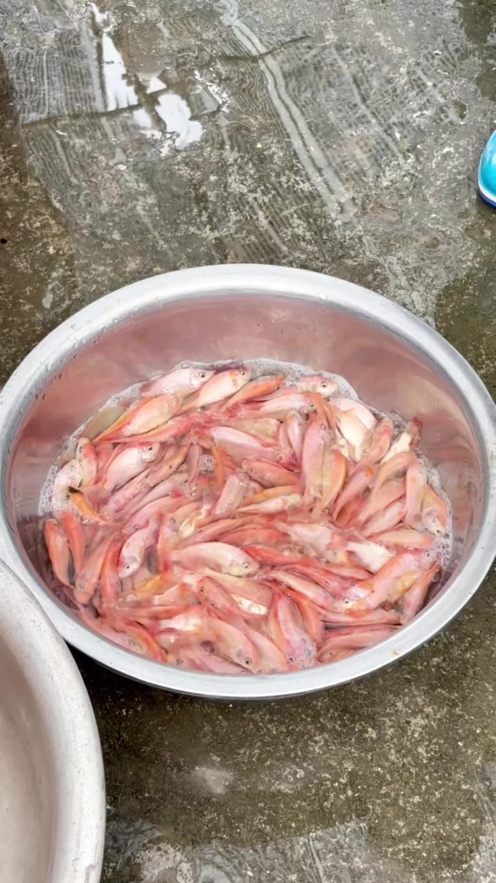 @Trại Cá Giống Quang Lâm