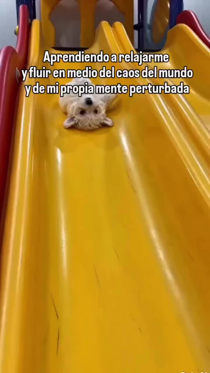 @yoapolo777