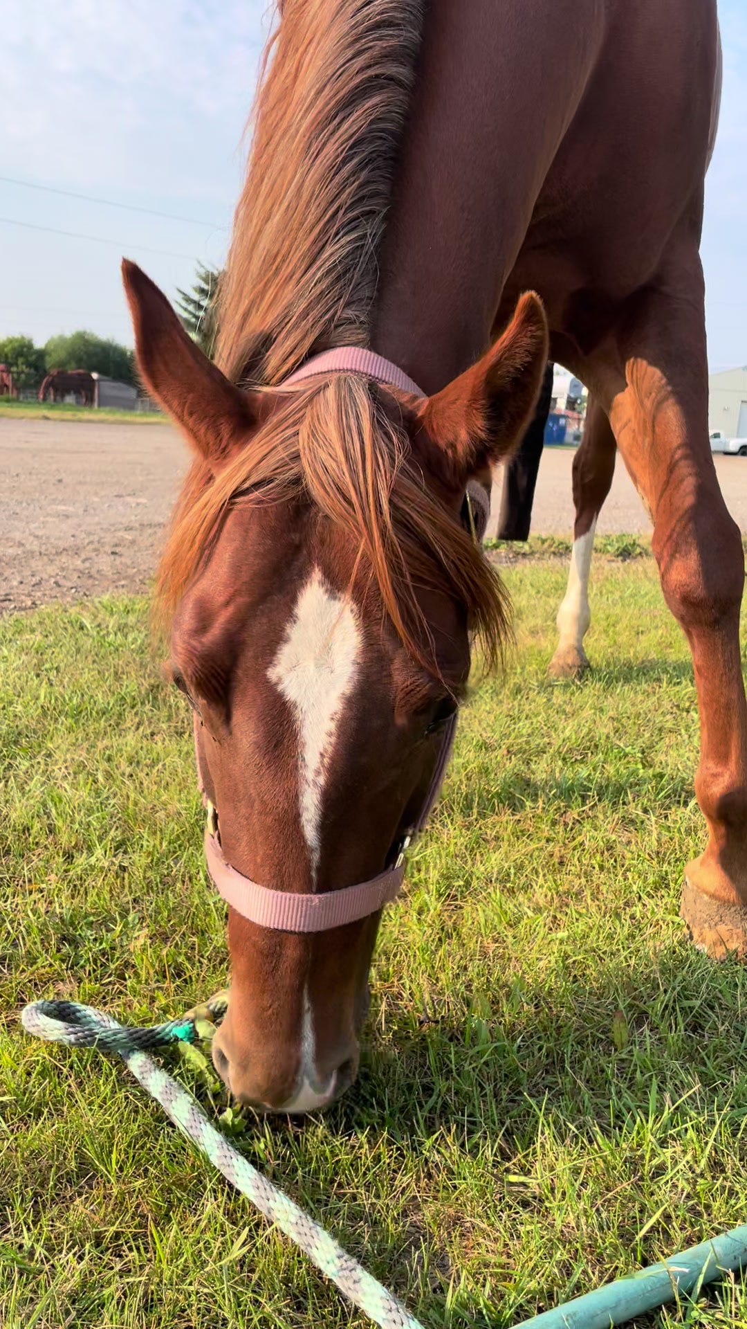 @starboundhorses