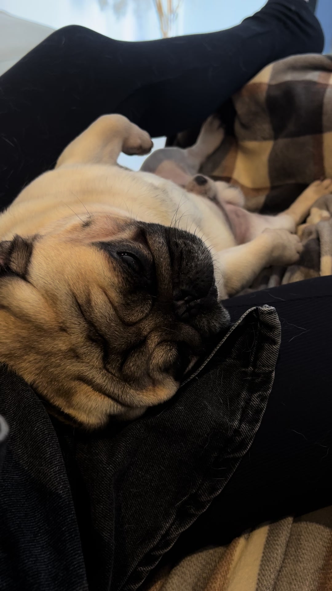 @pugSofyHarry
