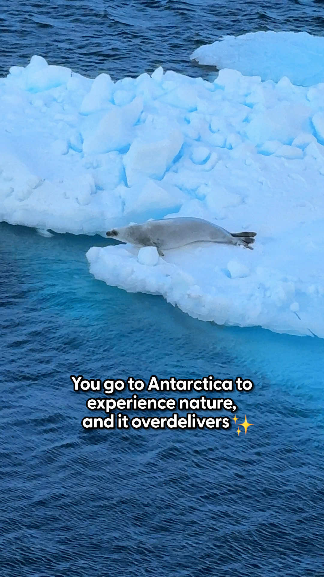 @The Dodo