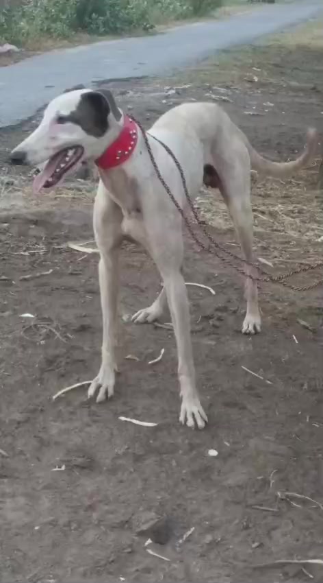 @Peshwar Dogs Center