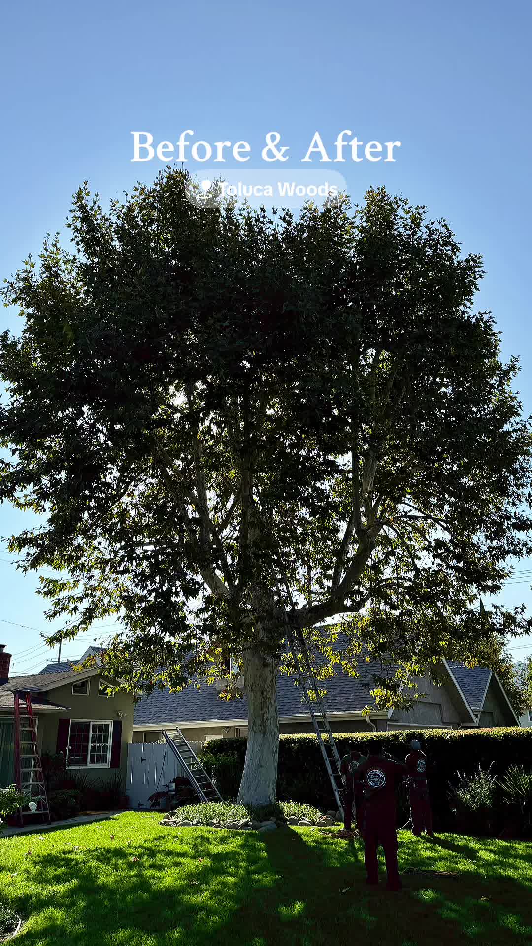 @Estan Tree Specialist