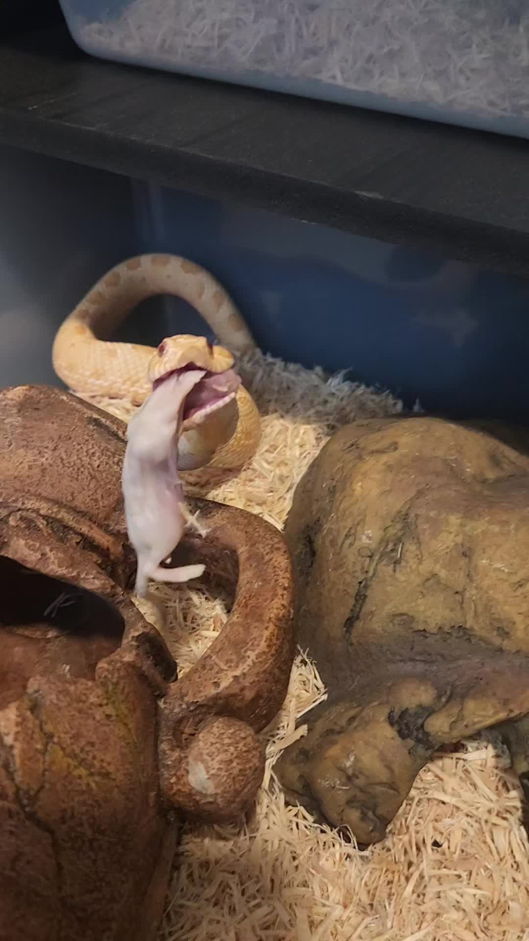 @Ballard’s Reptiles