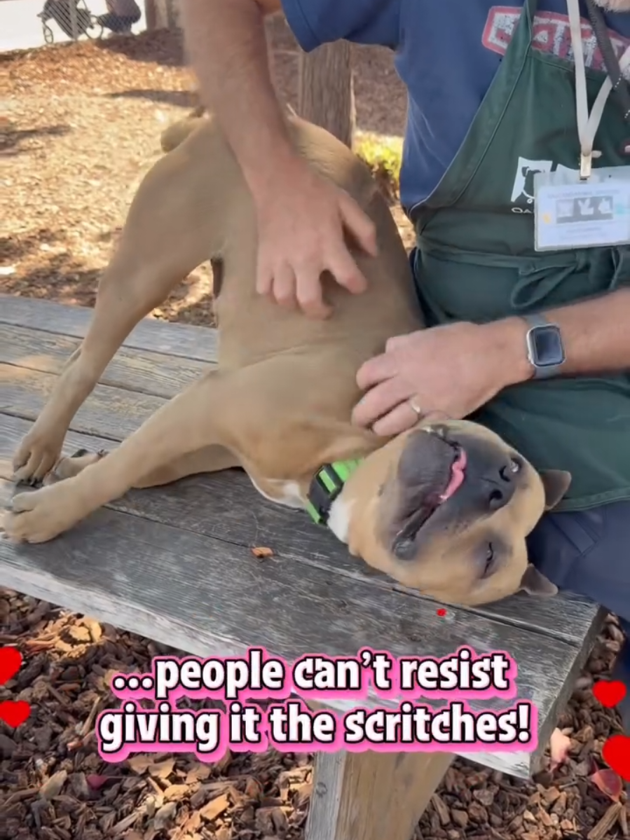 @Oakland Animal Services