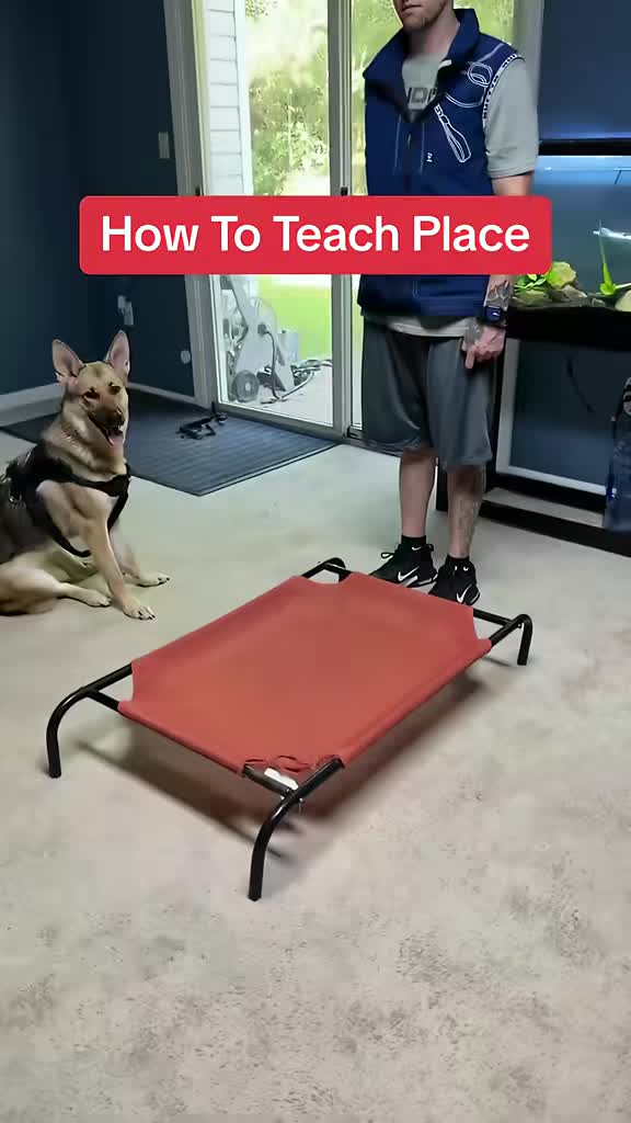 @Best Buddy Dog Trainer LLC