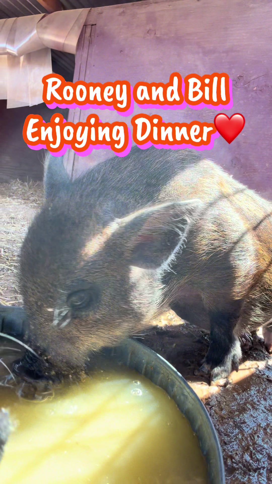 @Pig Luv Co