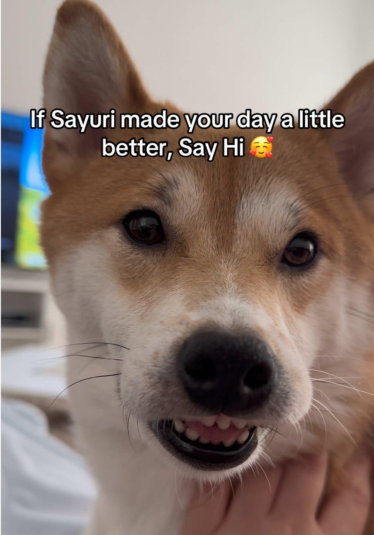 @Flock of Shibas 🐕🐕🐕