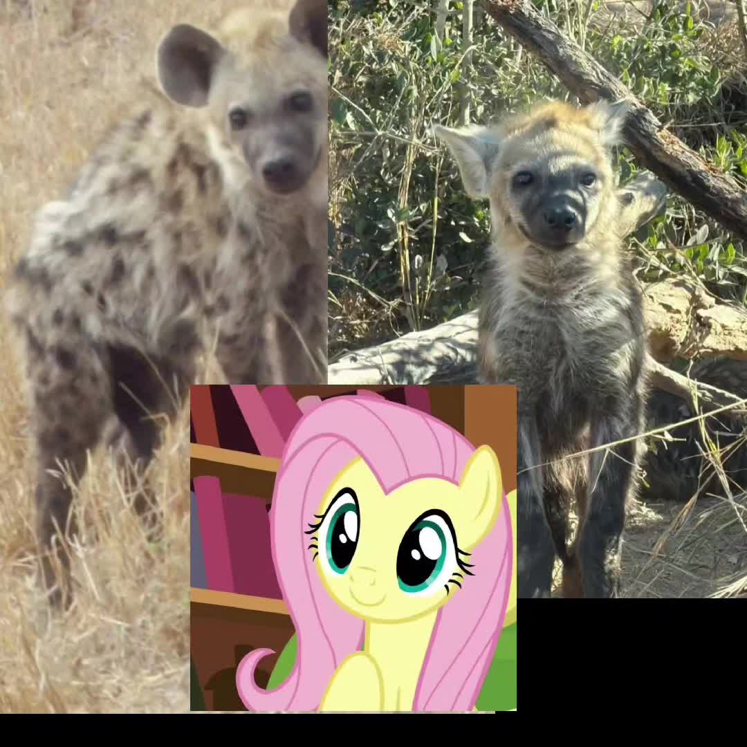 @AbrahamTheHyena🆒6️⃣9️⃣