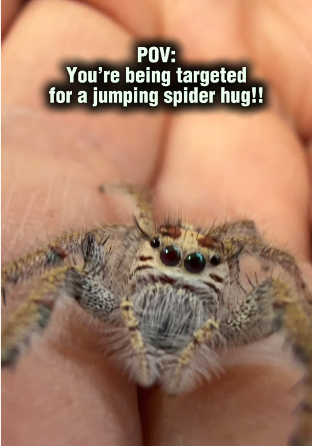 @Spider Conservatory