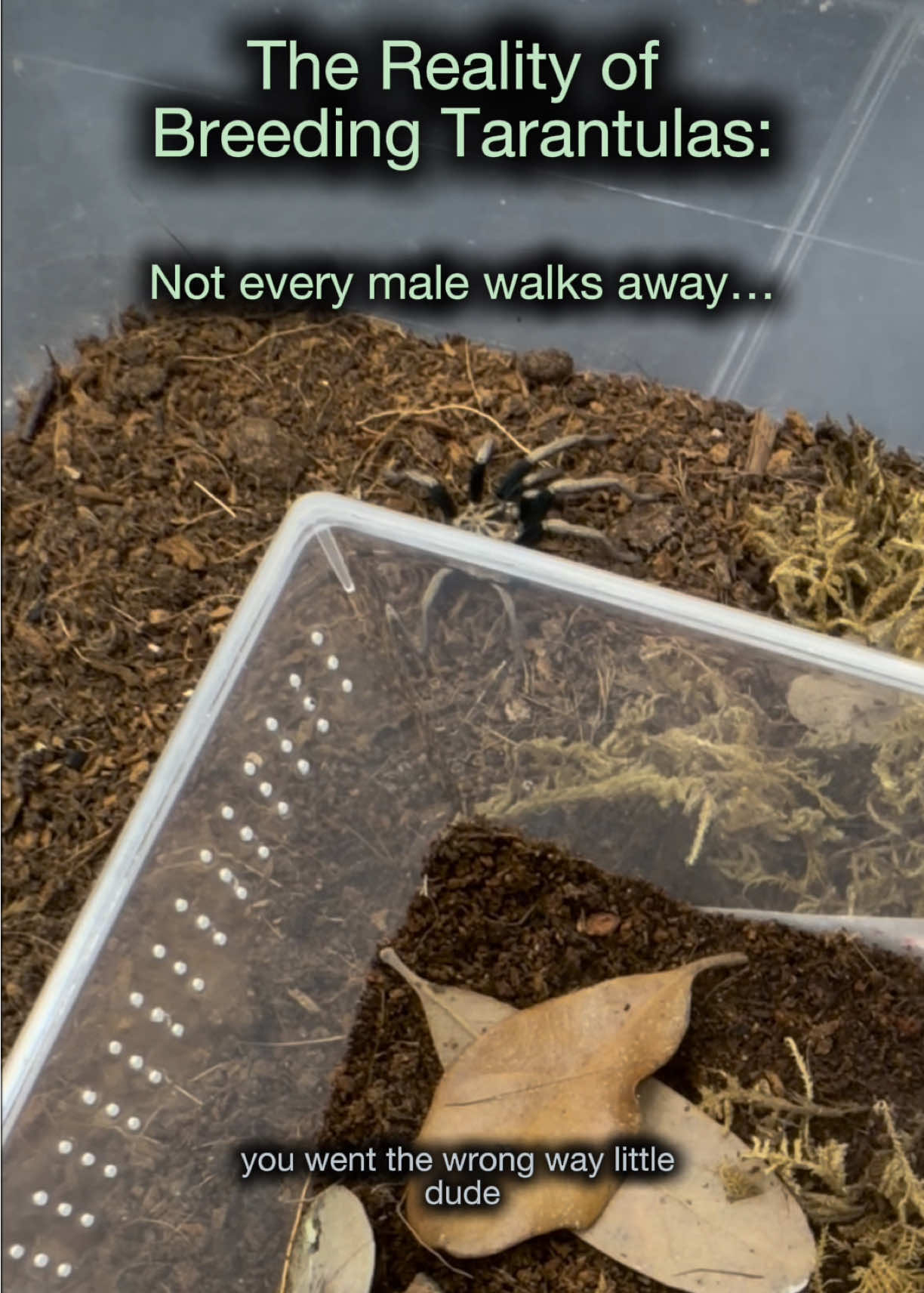 @Spider Conservatory